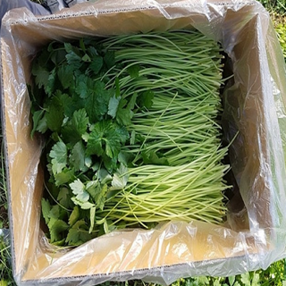 향긋한 참나물 특품 국내산, 1개, 1kg