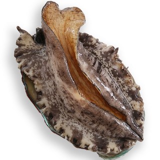 바다농장 완도 활 전복 산지직송, 1개, 1kg(특특대 6~7미)