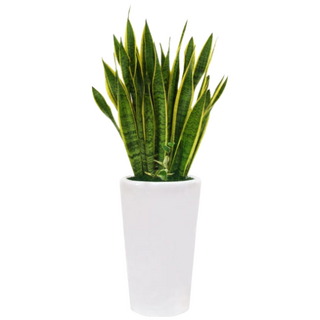 [꽃도령플라워] 산세베리아 C 개업 사무실이전 승진 집들이 축하 선물 공기정화식물