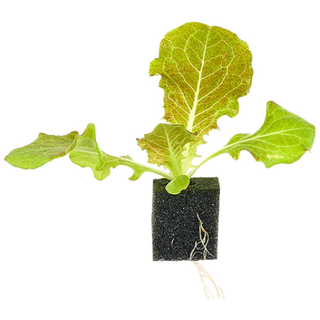 자람홈미니 수경재배 적치마 상추 모종 / 계약재배 3주소요, 6개