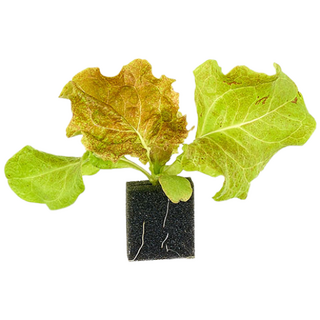 자람홈미니 수경재배 꽃상추(적축면) 모종, 6개