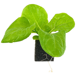 자람홈미니 수경재배 청치마 상추 모종, 6개