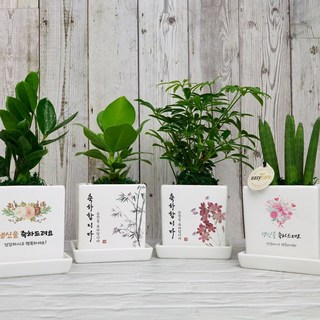 승진축하 개업 화분 영전 이사 개업 입주 생일 축하선물 카페 식당 사무실 학원 병원 오픈, 테이블야자, 꽃다발-축하