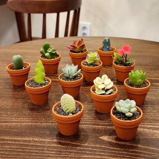 귀여운 초미니다육 식물 독일토분 계란판6구 계란판3구 계란판2구 다육사랑 예원, 계란판 2구+초미니다육2개, 1세트