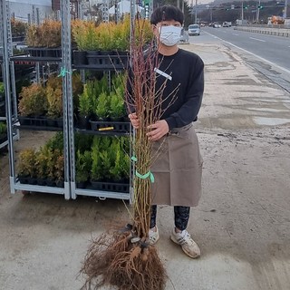 복숭아나무 묘목 신비 천도 2년생 복숭아묘목 상묘 접1년 특대묘, 신비천도복숭아(상묘)