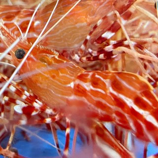 당일조업 활 독도새우 꽃새우, 1개, 500g