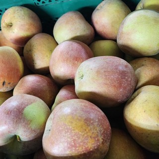 초특가 경북사과 못난이, 1개, 10kg 경북부사사과 갈아마시는용 사과