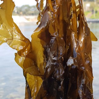 삼시세끼연구소 꼬들하고 부드러운 연화도 햇 물미역 생미역 산모용 미역, 1박스, 6kg