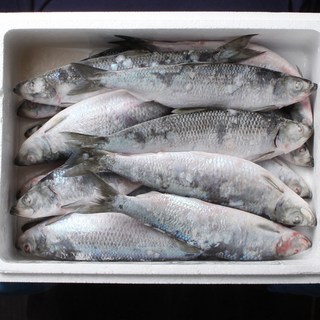 -60도 횟감 청어 4kg(14-18미) 냉동 신선도 끝판왕 횟감 안되면 반품하세요, 1개, 4kg