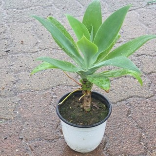 아가베아테누아타 아가페 중품 반려식물 다육식물 식공플랜츠, 1개