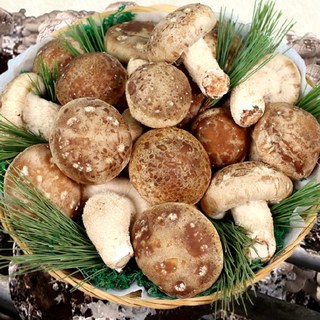 가정용 식당용 송향버섯 송화송고송이버섯, 1개