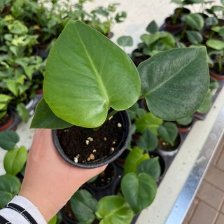 공기정화에 좋은 귀여운 미니 몬스테라~, 1개