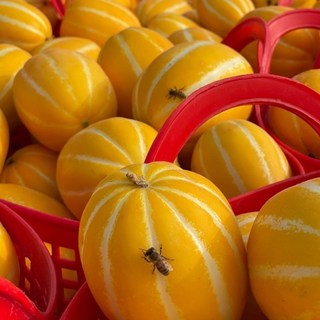 산지직송 성주참외 꿀참외 당도선별, 1개, 가정용 참외  랜덤&혼합 10kg