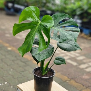 몬스테라델리시오사 몬스테라 중품 실내공기정화식물 플랜테리어 에이피플랜츠, 1개