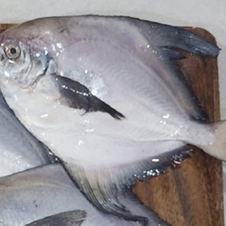 삼시세끼연구소 감칠맛 터지는 4주한정 횟감용 생물병어, 1세트, 3kg