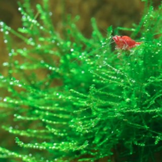 키우기 쉬운 어항 모스 음성수초 초보 구피 새우 은신처 놀이터 장식품, 1개, 1. 자와 모스