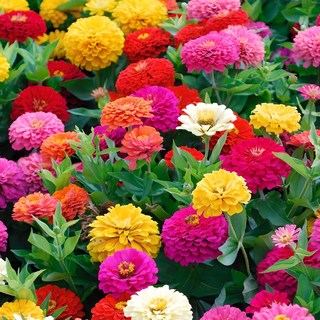 백일홍 엘레강스 8공주 씨앗 세트, 1세트