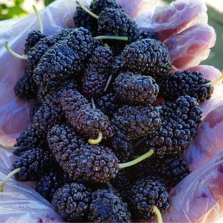 고창 2025년 햇 세척 뽕 열매 급냉 오디 생과 생과실 2kg 5kg 10kg, 1개, 토종오디 상품 5kg