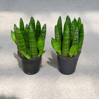 스투키 15cm 2개입 전자파차단 공기정화식물 관엽식물 플랜테리어 대성식물