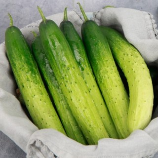 [맛딜]아삭아삭 신선한 국내산 백오이 10kg, 1개, 4kg