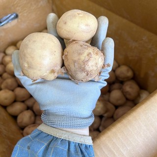 금메달농수산 강원도 정품 햇 감자, 1개, 10kg 중