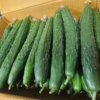 국내산 가시오이 청오이 못난이 상, 1박스, 2kg