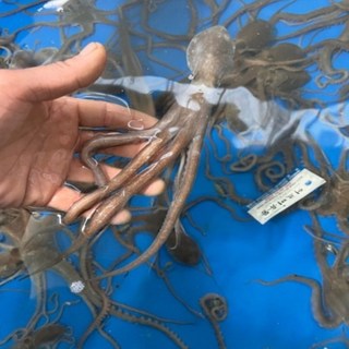 국내산 해감 뻘낙지 목포 세발낙지 산소포장 1박스, 1개, 소낙지 (약 50~80g) 5마리