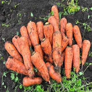 [초특가] 제주 구좌 햇 흙 당근, 1박스, 10kg (중)