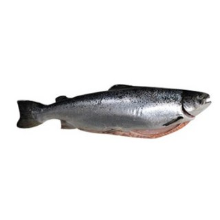 6.5kg연어 통째로 한마리, 6.5kg, 1개
