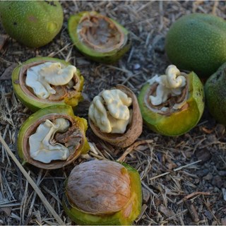 국산 깐호두 500g 햇호두 경북 김천 백두대간농산, 깐호두500g, 1개