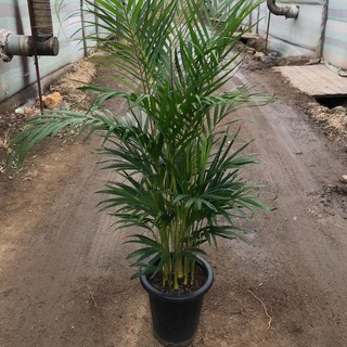 아레카야자 대형 150cm 풍성한 수형 농장직송 실내 공기정화식물 거실 인테리어 화분 행복한꽃농원, 1개, 단품