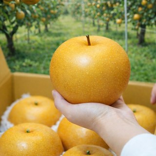 [농장직송] 꿍이네 꿀맛보장 13브릭스 고당도 나주배, 1박스, 특대과 5kg (5~7과)