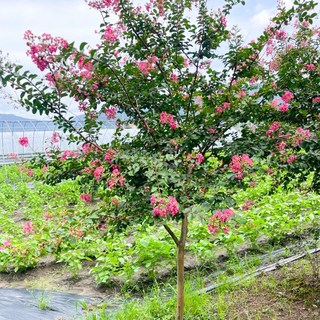 H2.6m전후 외목대 배롱나무 대품 6년생 목백일홍 꽃나무 포인트목 6점, 1개