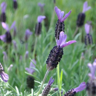 프렌치라벤더, 1개