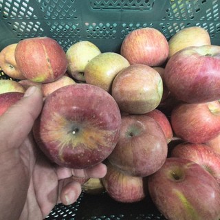 초특가! 못난이 안동사과, 1개, 10kg 안동사과착즙용 요리용사과