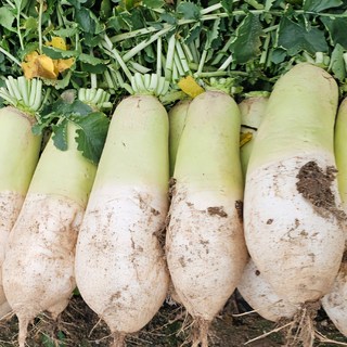 국내산 신선무 800~1.5kg / 2개 3개 4개 구성 / 무24시 당일수확 산지직송 /, 800g