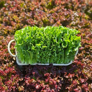 [당일수확] 농가직송 국내산 청상추 꽃상추 1kg 2kg 4kg 한박스, 청상추 1kg, 1개