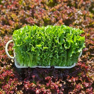 [당일수확] 농가직송 국내산 청상추 꽃상추 1kg 2kg 4kg 한박스, 청상추 4kg, 1개