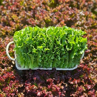 [당일수확] 농가직송 국내산 청상추 꽃상추 1kg 2kg 4kg 한박스, 꽃상추 4kg, 1개