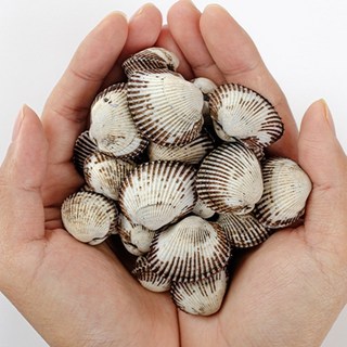 [프리미엄] 당일채취 당일발송 벌교꼬막 새꼬막, 1박스, 5kg