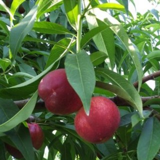 향수팜 천도복숭아 신비 2년생 분묘, 1개, 2년생분묘