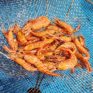 [청년수산][산지직송] 독도새우(급냉), 1개, 꽃새우 500g