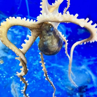 매일 입고되는 살아있는 산낙지, 5개, 소낙지 50g~85g