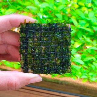 [수초몰] 삼각모스 (자와모스) 5cm X 5cm 활착판 /활착 모스 초보수초 음성수초 활착수초 활착모스 모스활착 피규어모스 화산석활착 구피 새우 수초맛집 피규어활착 피규어 모스볼, 1개, 1개