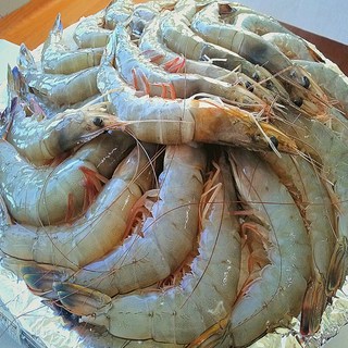 [산지직송] 국내산 활 생새우 흰다리새우, 1개, 1kg 특대 30미 내외