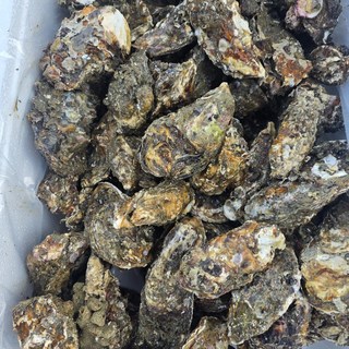 신선한 여수 프리미엄 석화 굴 (오후 3시 이전 주문 발송), 1개, 15kg(+3kg)