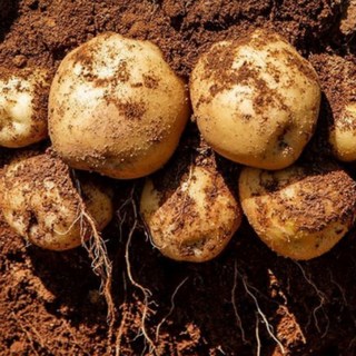 씨감자 수미 반찬요리용 강원도 채종 보급종 감자씨, 1박스, 4kg