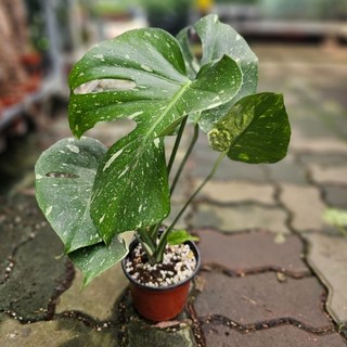 무배특가 식공특가 무늬몬스테라 중품 반려식물 30-60cm 319, 1개