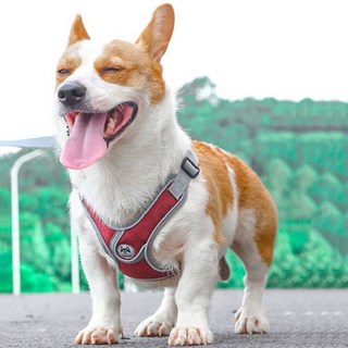 강아지 하네스 리드줄 세트 소형견 중형견 대형견 X자형 튼튼한 야광 하네스, S, 빨간색, 1개