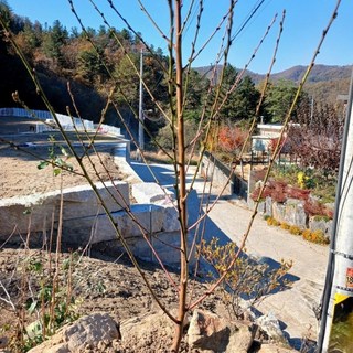 향수묘목농원 천도복숭아 신비 2년생 분묘, 1개